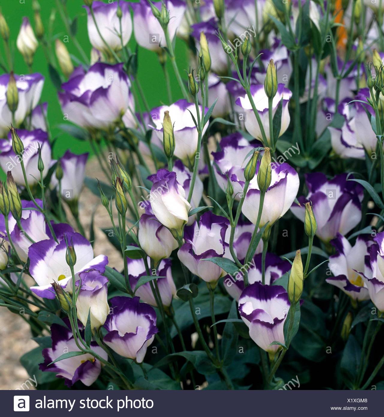 Eustoma Grandiflorum High Resolution Stock Photography And Images Alamy eustoma-grandiflorum-high-resolution-stock-photography-and-images-alamy